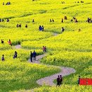 낙동강관리본부 대저생태공원 6 이미지