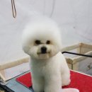 러블리독 이미지