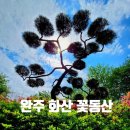 📀 완주 화산꽃동산 + 전주한옥마을 + 팔복동 이팝나무철길📀 이미지