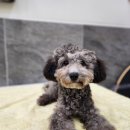 스퀘어독스 펫 이미지