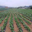 참빛농장 이미지