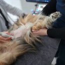 두카메디컬센터 | 강아지 담낭점액종, 슬러지 케어일지 6 _ 담낭 재검 및 엑소좀 후기 (두카메디컬센터)