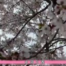 북녘의 봄 - 센마사오 (北国の春-千昌夫) 이미지
