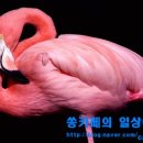 플라밍고