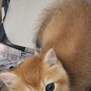 야옹아 멍멍해봐 세종점 이미지