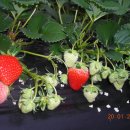 한솔이네농장 이미지