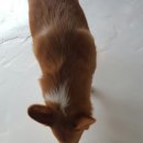 멍멍이다방