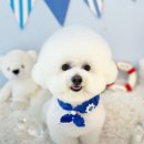 항상,예쁘개 이미지