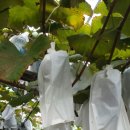 윤석농장 이미지