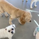 댕겨올개 이미지