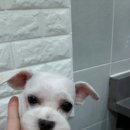 사랑해줄개 애견샵 이미지