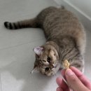 마이캣 | 내돈내산!! 고양이 간식 &#39;뉴알엑스 디어마이캣 고양이트릿&#39; 구매 및 급여 후기~~
