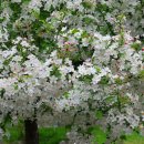4월 29일 심부잣집 모란꽃 정원과 청송 안동 의성 사과꽃 여행 이미지