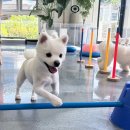 놀러오개 애견유치원 애견호텔 김해점 이미지