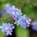 물망초forgetmenot 이미지