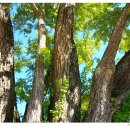 장덕리은행나무 이미지