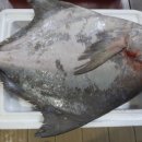 모여라포차 이미지