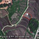 홍성군 농지원부용토지-면적:579평-매매 3,500만 이미지