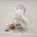 펫모닝 | [내돈내산] 펫모닝 바닐라향 도기볼 삑삑이 놀이 사용후기 ⚾️