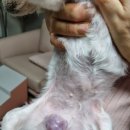 밀양동물메디컬센터 이미지