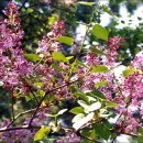 수수꽃다리 이미지