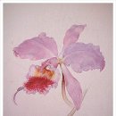 보태니컬아트 이미지