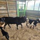 광개토농장 이미지