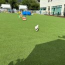 펫프닝 타운 | [천안 애견카페] - 무더운 여름, 시원한 수영의 추억을 만들어 줄 수 있는 펫프닝 타운 애견카페