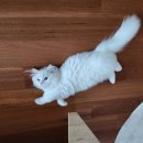 고양이분양 반하나캣 이미지