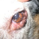 파리스동물병원 이미지