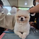 포항애견 이미지