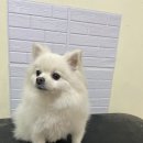 깔꼼 애견미용실 이미지