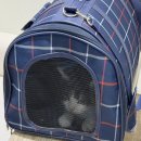 무진장축협동물병원 | 노묘 고양이 스케일링 후기, 대구 수성구 시지W동물의료센터