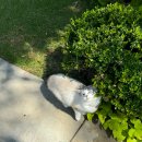 캘리포니아 하우스 펜션 | [미국]로스엔젤레스, LA 컬버시티 에어비앤비 숙소 후기 : 너무 늦어 미안합니다....