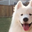 멍뭉이 인사이트
