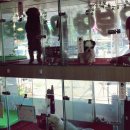 멋내는 애견 이미지