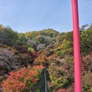 생명과 공존의 숲( | 경기도 단풍 명소 곤지암 화담숲 전날예약후 방문후기