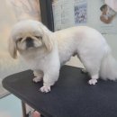 와와리 애견미용 이미지