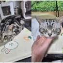 퍼피살롱 이미지