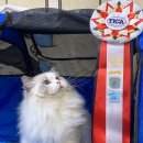 랙돌캐터리 알렉산더돌스 이미지