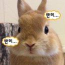 근아목장 | 요즘 내 모든 일상은 야밍이와 함께 🧚🏻‍♀️