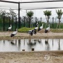 황새공원 다목적광장 세계일보