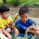 개령서부초교병설유치원 | [김천 개령서부초병설유치원] 옥수수와 함께 익어가는 여름계절유치원