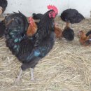 미실농장 이미지