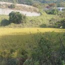 서대리농장 이미지