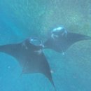 젊은열대어 | 발리 서핑여행 4일차｜누사렘봉안 마지막 날, 만타 포인트 스노클링 후기 (+사누르항 이동)