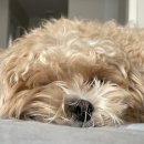 보니또그 이미지