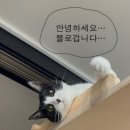 손칼술래