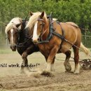 박서농장 이미지