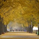 곡교천 은행나무길 이미지